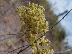 Cryptocarpus pyriformis