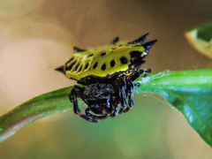Gasteracantha cancriformis