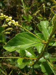 Varronia schomburgkii