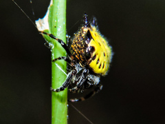Gasteracantha cancriformis