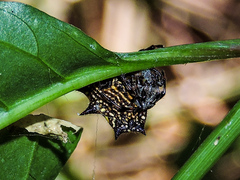 Gasteracantha cancriformis