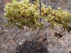 Cryptocarpus pyriformis