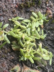 Callitriche marginata