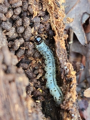 Scolecocampa liburna