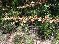 Cryptocarpus pyriformis