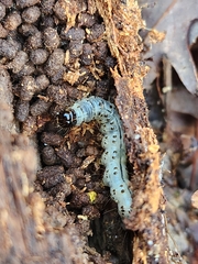 Scolecocampa liburna