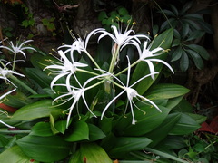 Hymenocallis caribaea