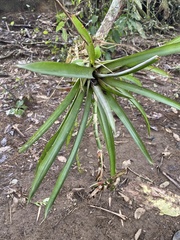 Guzmania monostachia