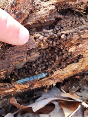 Scolecocampa liburna