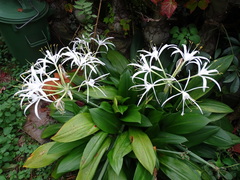 Hymenocallis caribaea