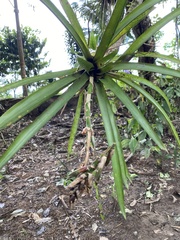 Guzmania monostachia