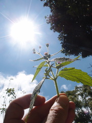 Darwiniothamnus lancifolius