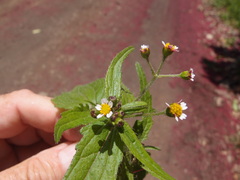 Darwiniothamnus lancifolius