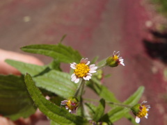 Darwiniothamnus lancifolius