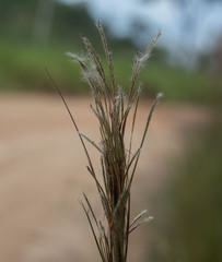 Andropogon bicornis