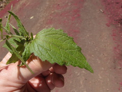 Darwiniothamnus lancifolius