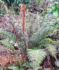 Polystichum setiferum
