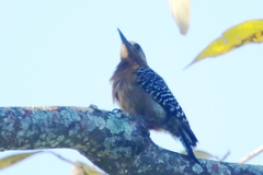 Melanerpes rubricapillus