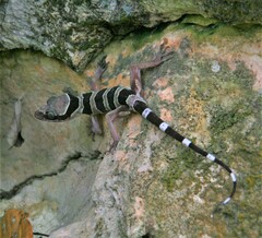 Cyrtodactylus sharkari