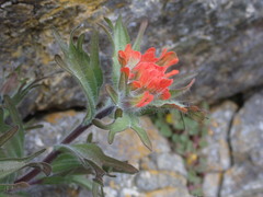 Castilleja hispida