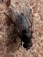 Anthomyiidae
