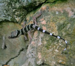 Cyrtodactylus sharkari