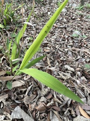 Paspalum langei