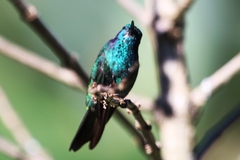 Colibri cyanotus