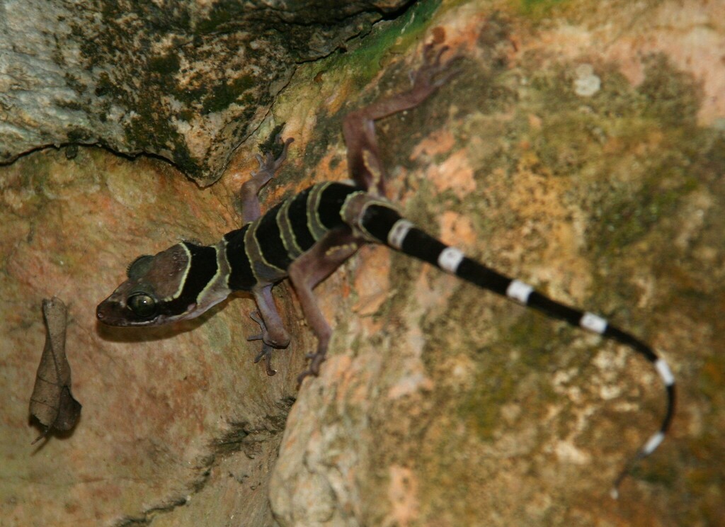 Sharkari's Bent-Toed Gecko