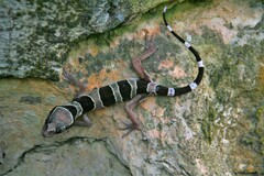 Cyrtodactylus sharkari