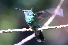 Colibri cyanotus