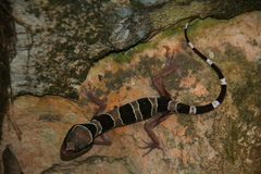 Cyrtodactylus sharkari