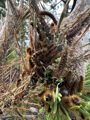 Lophocampa argentata