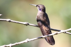 Colibri delphinae