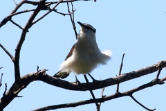 Campylorhynchus griseus