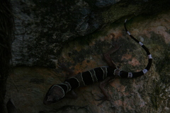 Cyrtodactylus sharkari