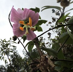 Passiflora cumbalensis