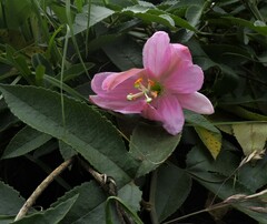 Passiflora cumbalensis