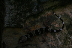 Cyrtodactylus sharkari