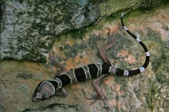 Cyrtodactylus sharkari