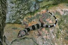 Cyrtodactylus sharkari