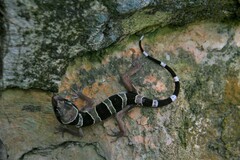 Cyrtodactylus sharkari