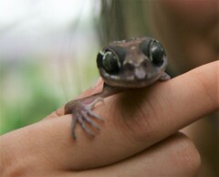 Cyrtodactylus sharkari