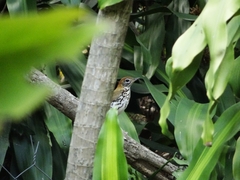 Hylocichla mustelina