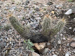 Echinocereus engelmannii
