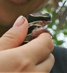 Cyrtodactylus sharkari