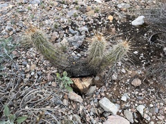Echinocereus engelmannii