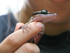 Cyrtodactylus sharkari