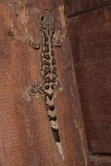 Thecadactylus rapicauda