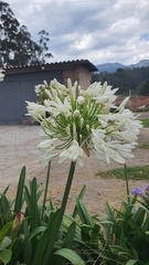Agapanthus praecox